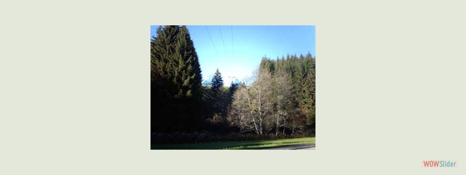 Trasenpflege_vorher