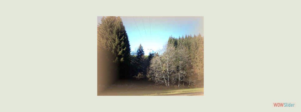 Trassenpflege_vorher