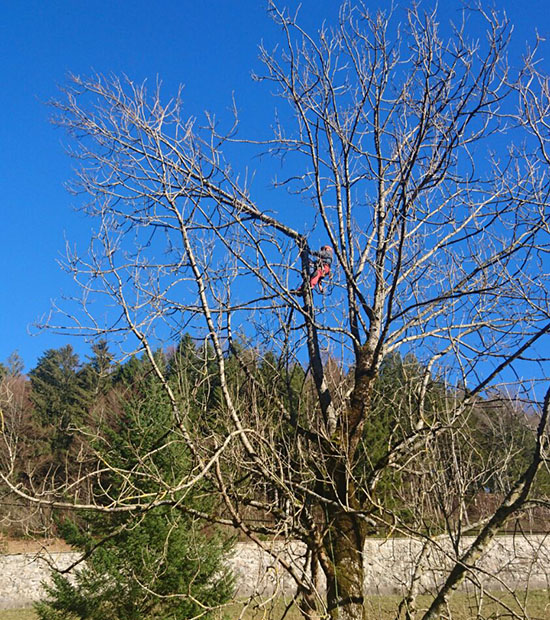 Winterhalder Forstarbeiten 6