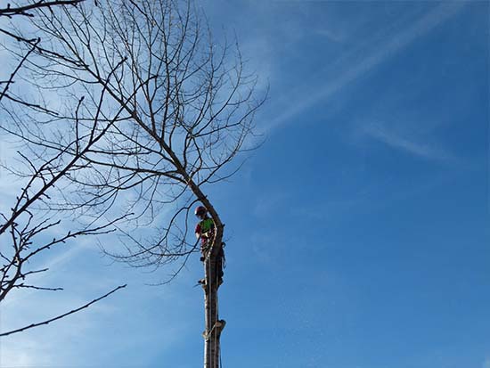 Winterhalder Forstarbeiten 1