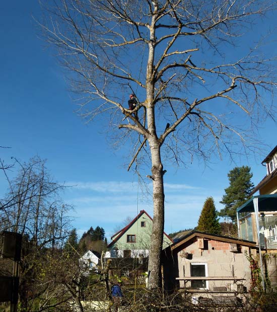 Winterhalder Forstarbeiten 3