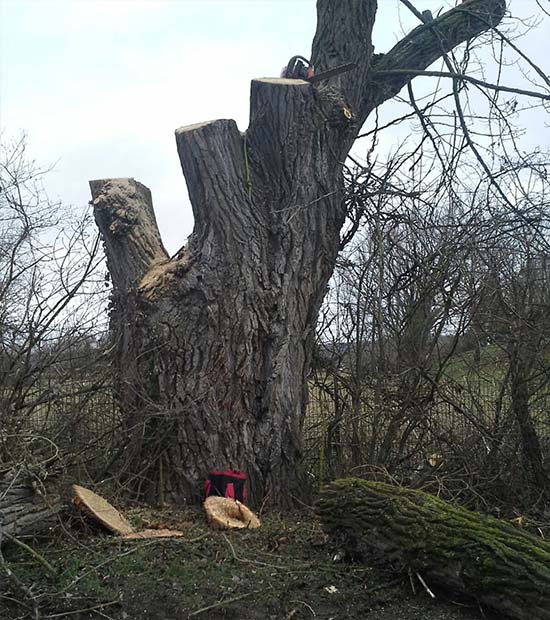 Winterhalder Forstarbeiten 4